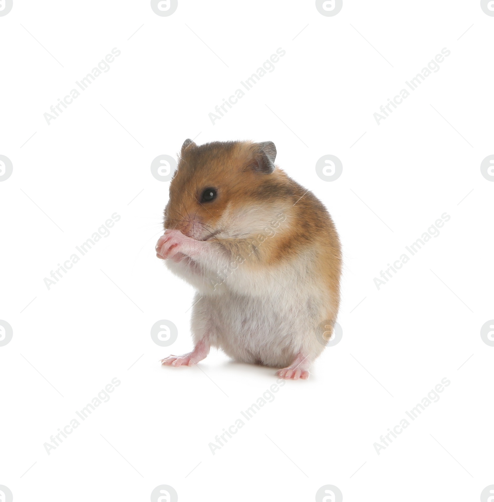 Photo of Adorable Syrian hamster on white background. Small pet