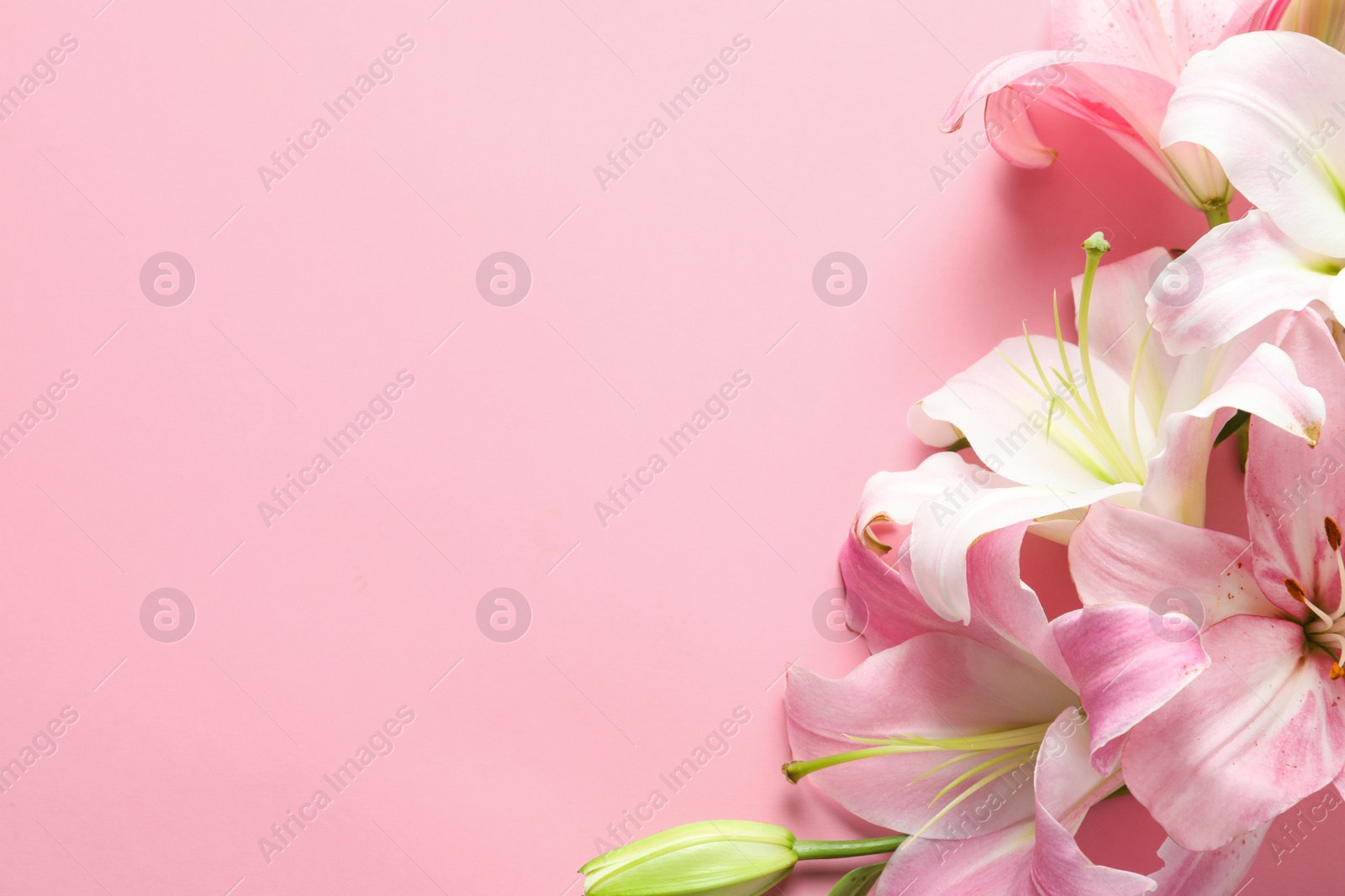 Photo of Flat lay composition with beautiful blooming lily flowers on color background