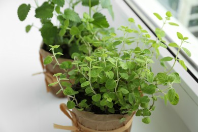 Different fresh potted herbs on windowsill indoors, closeup