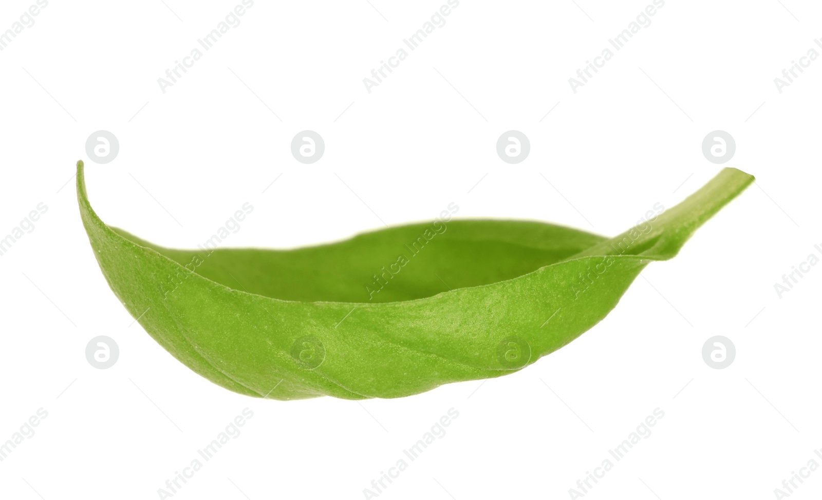 Photo of One green basil leaf isolated on white