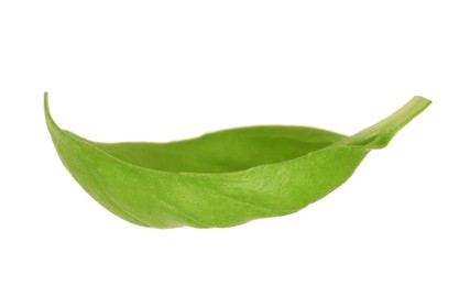 One green basil leaf isolated on white