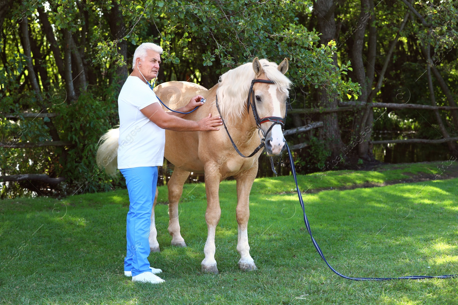 Photo of Senior veterinarian examining palomino horse outdoors on sunny day