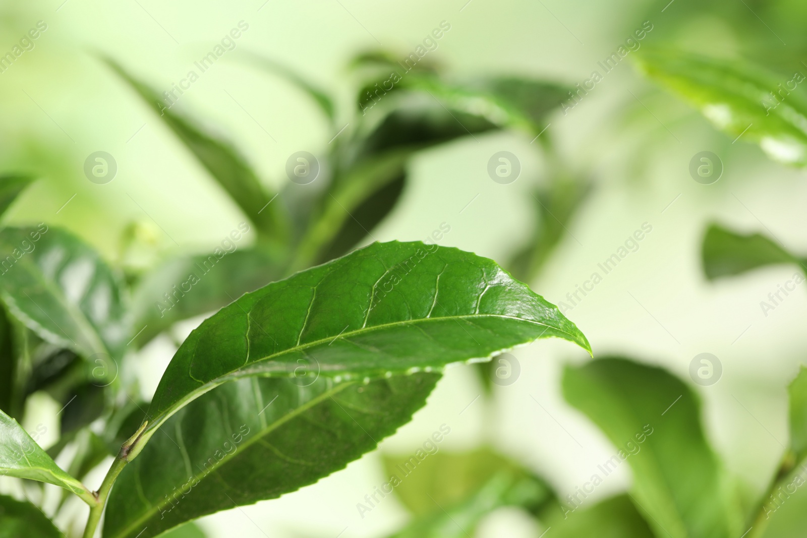 Photo of Green leaves of tea plant on blurred background, closeup. Space for text