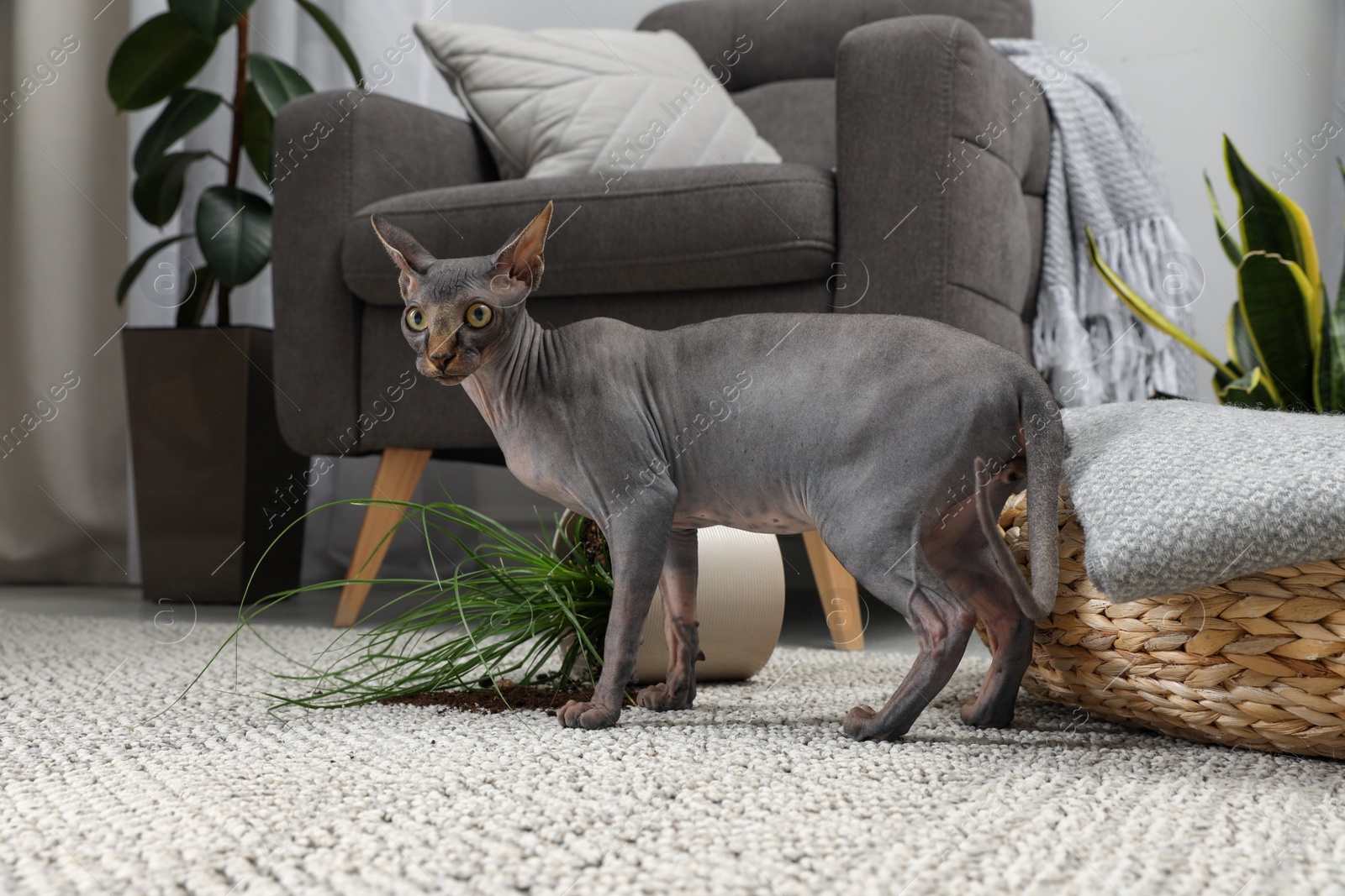 Photo of Sphynx cat near overturned houseplant on carpet at home