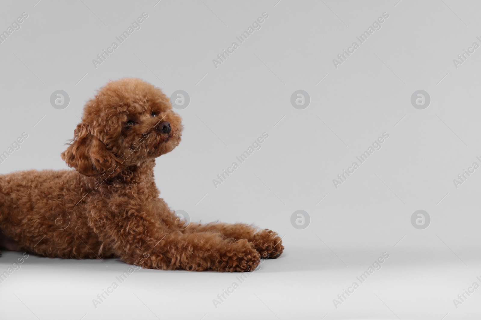 Photo of Cute Maltipoo dog on light grey background, space for text. Lovely pet