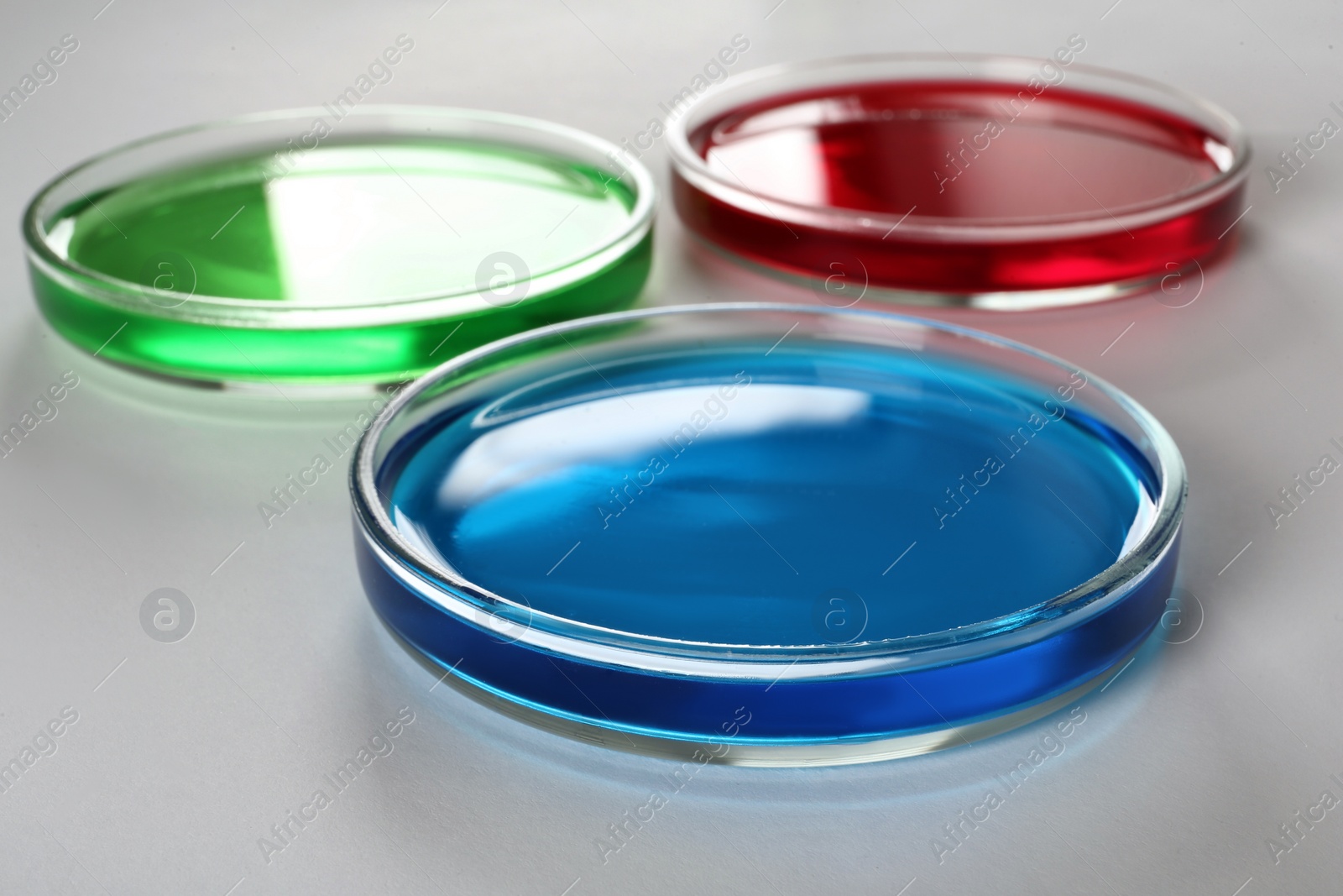 Photo of Petri dishes with colorful liquids on white background, closeup