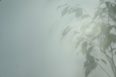 Photo of Shadow of plant branches on light background, space for text