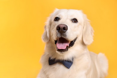 Cute Labrador Retriever with stylish bow tie on yellow background. Space for text