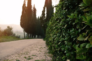 Picturesque view of country road surrounded by beautiful green trees and bushes