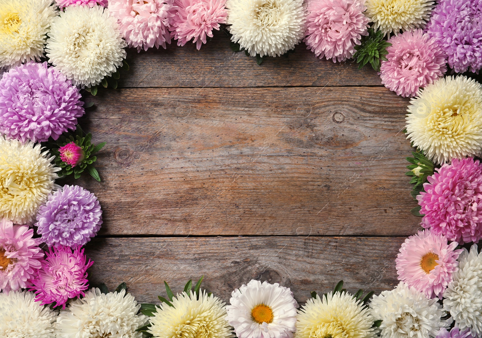 Photo of Beautiful aster flowers and space for text on wooden background, flat lay