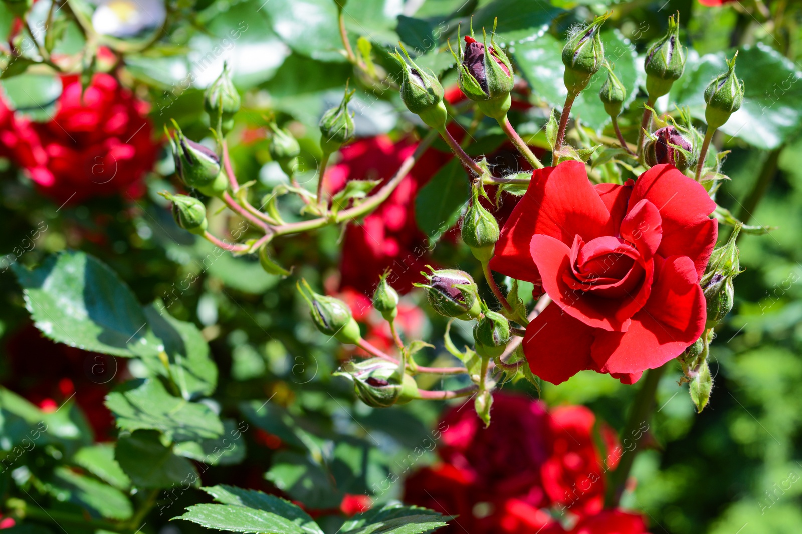 Photo of Beautiful blooming rose bush outdoors, closeup view