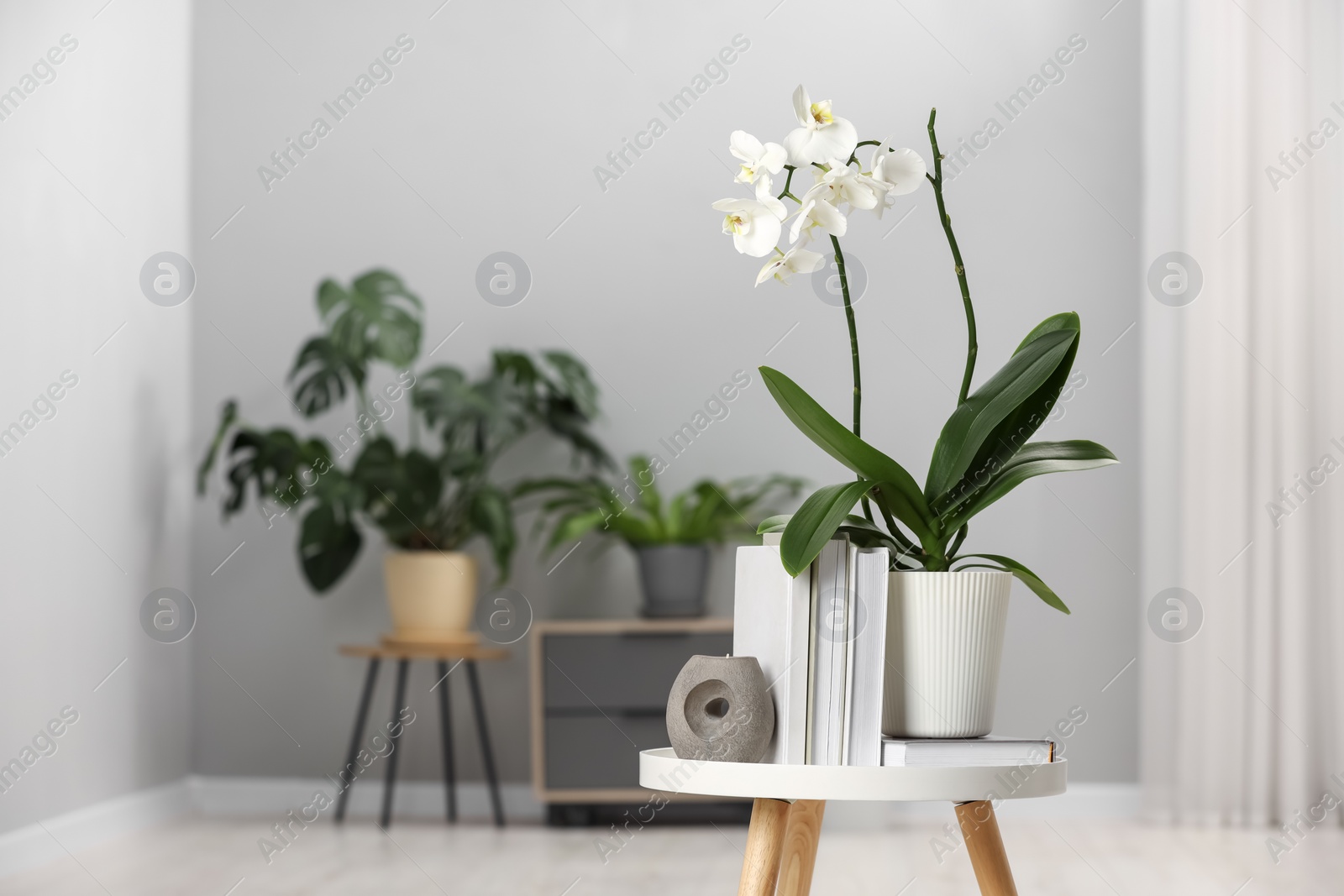 Photo of Blooming white orchid flower in pot, books and candle on side table indoors, space for text