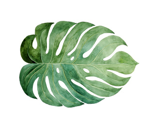 Photo of Beautiful watercolor tropical leaf painted on white paper, top view