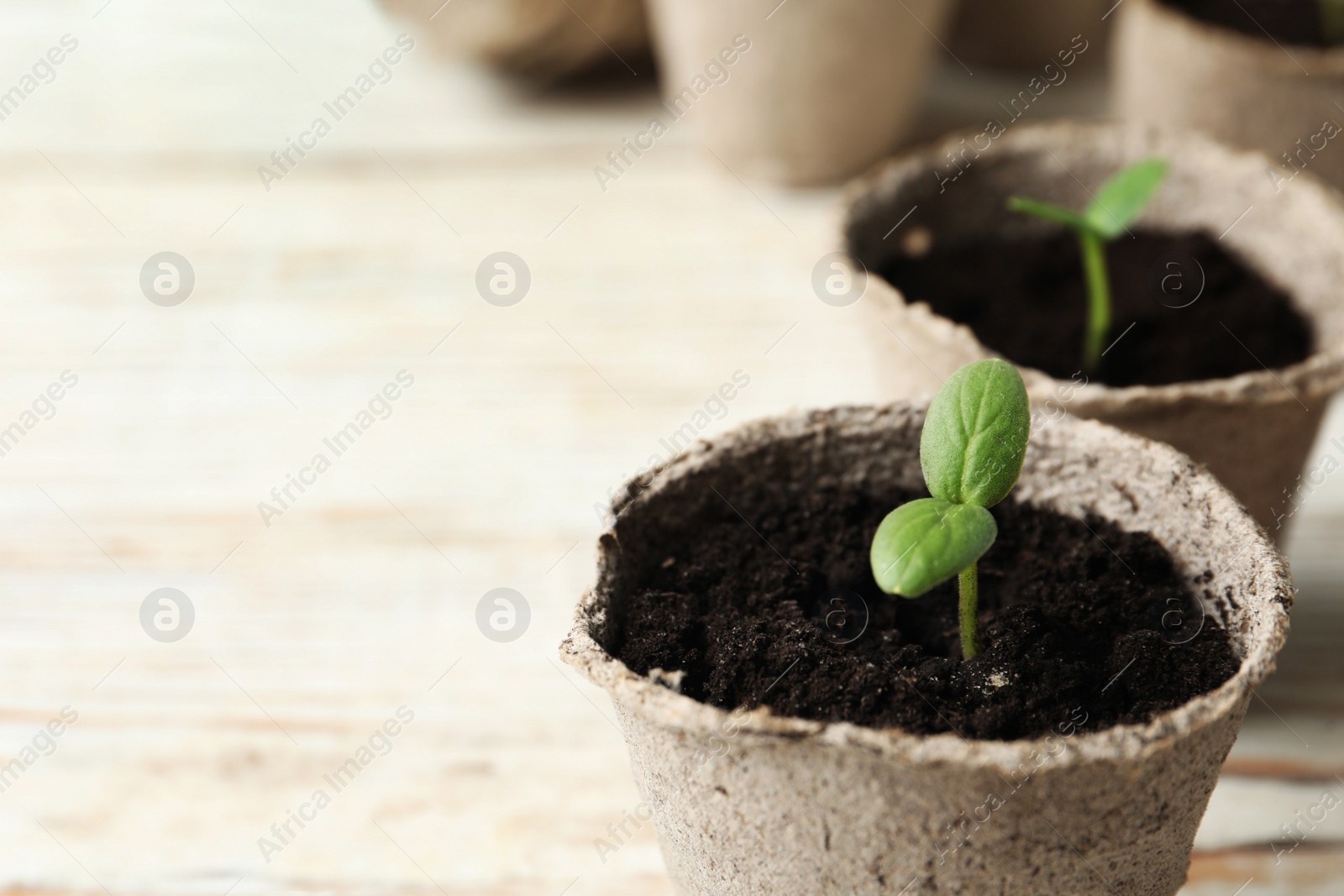 Photo of Young seedling in peat pot on white table, closeup. Space for text