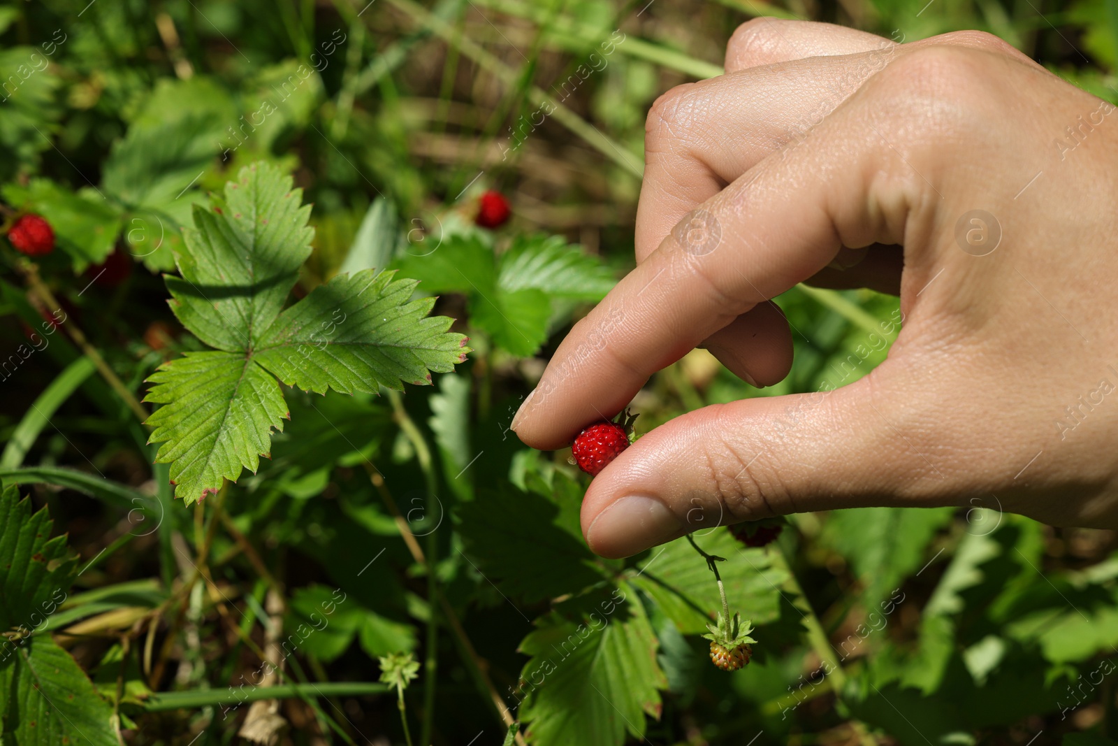 Photo of Woman gathering ripe wild strawberries outdoors, closeup