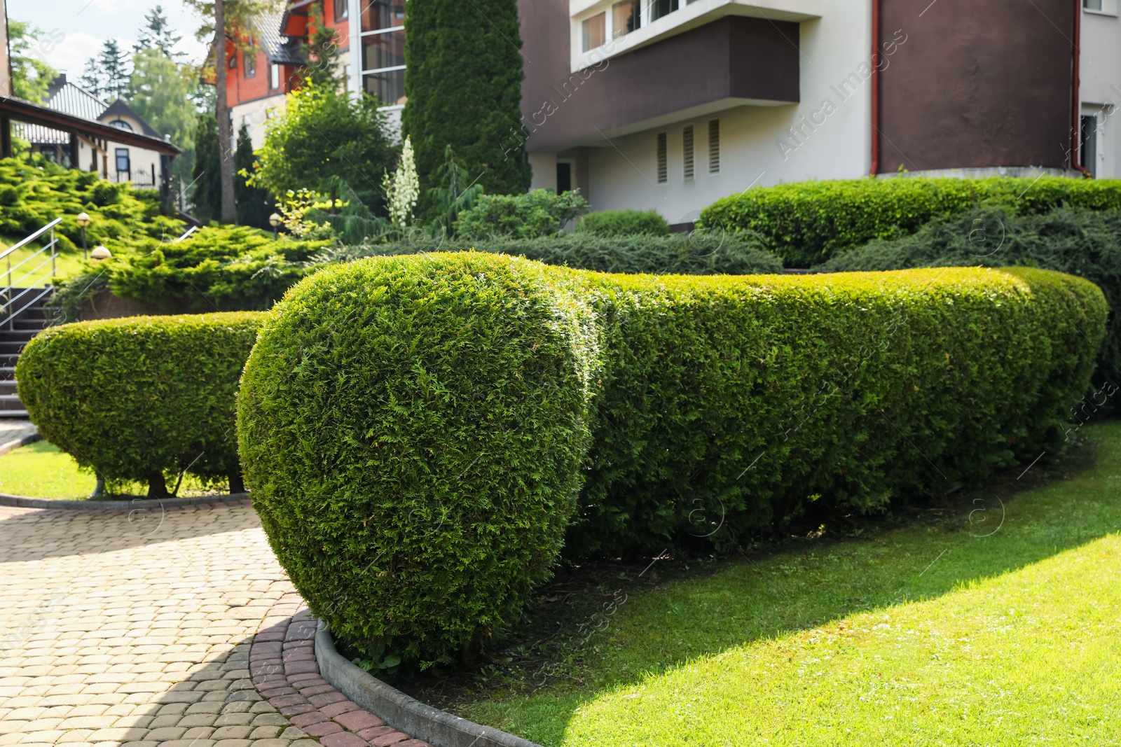 Photo of Beautiful green thuja hedge outdoors. Landscape design