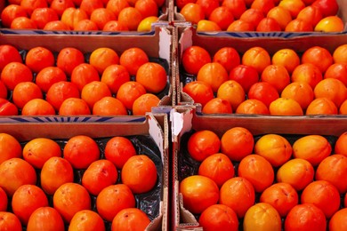 Photo of Many fresh persimmons in containers at wholesale market