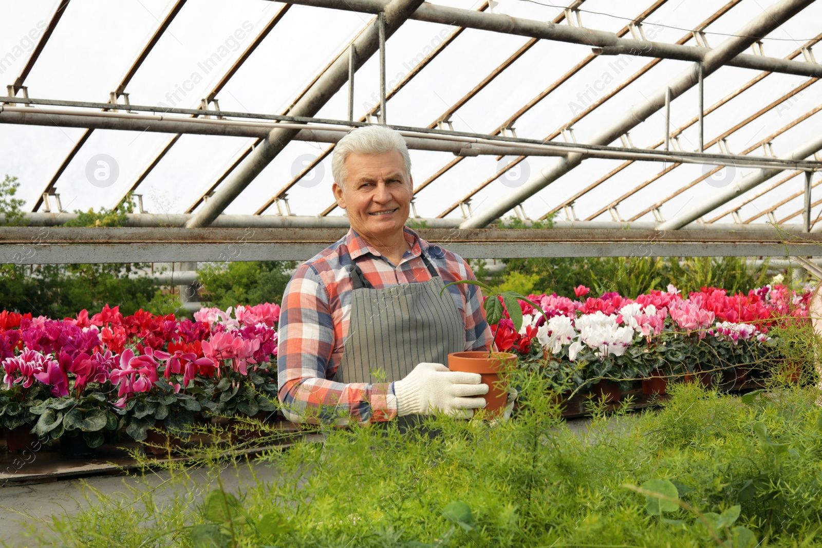 Photo of Mature man holding pot with seedling in greenhouse. Home gardening