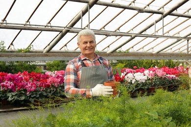Mature man holding pot with seedling in greenhouse. Home gardening