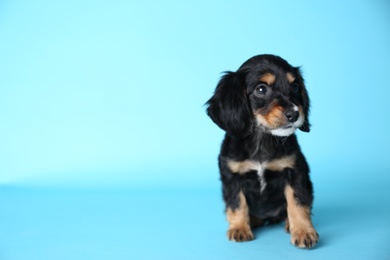 Cute English Cocker Spaniel puppy on light blue background. Space for text