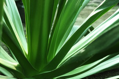 American aloe with beautiful leaves growing outdoors, closeup. Tropical plant