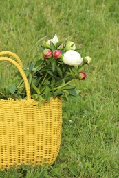 Photo of Many beautiful peony buds in yellow wicker bag on green grass outdoors