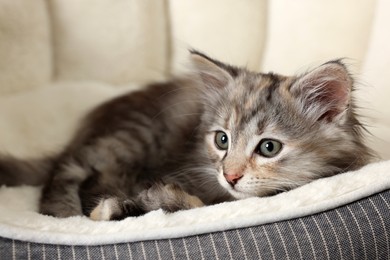 Cute fluffy kitten resting on pet bed