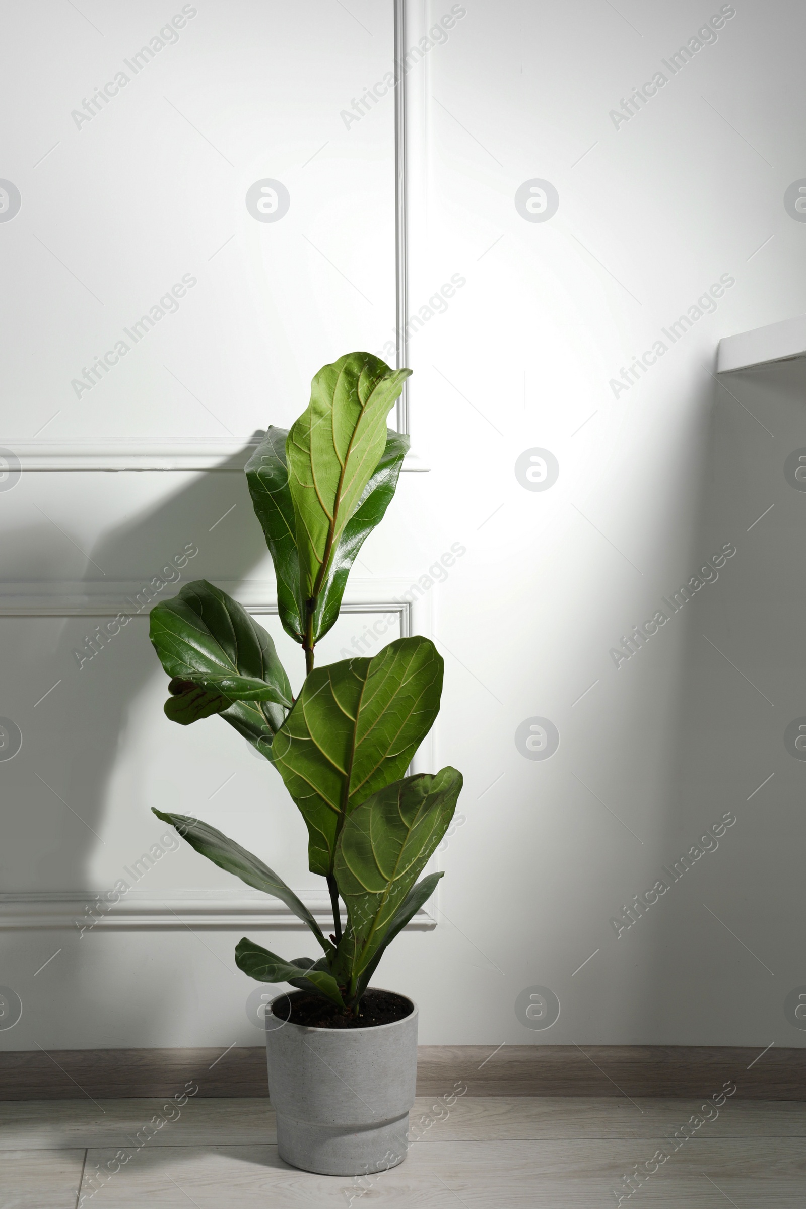 Photo of Potted ficus on floor near white wall indoors. Beautiful houseplant