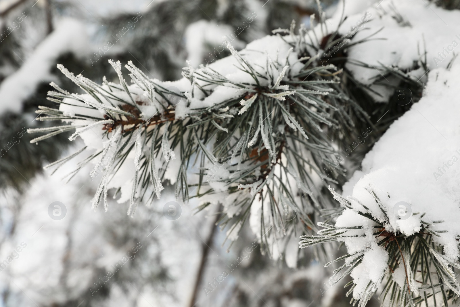 Photo of Fir branches covered with snow in winter morning, closeup