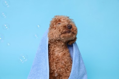 Photo of Cute Maltipoo dog wrapped in towel and soap bubbles on light blue background. Pet hygiene