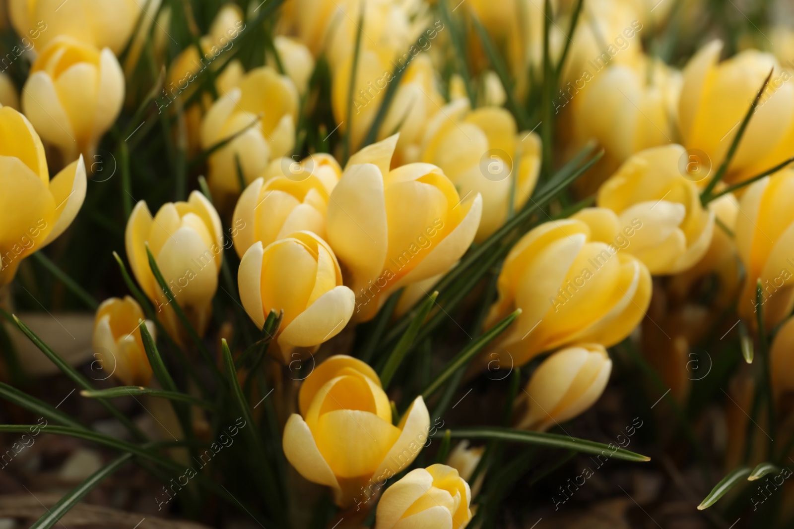 Photo of Beautiful yellow crocus flowers growing in garden, closeup