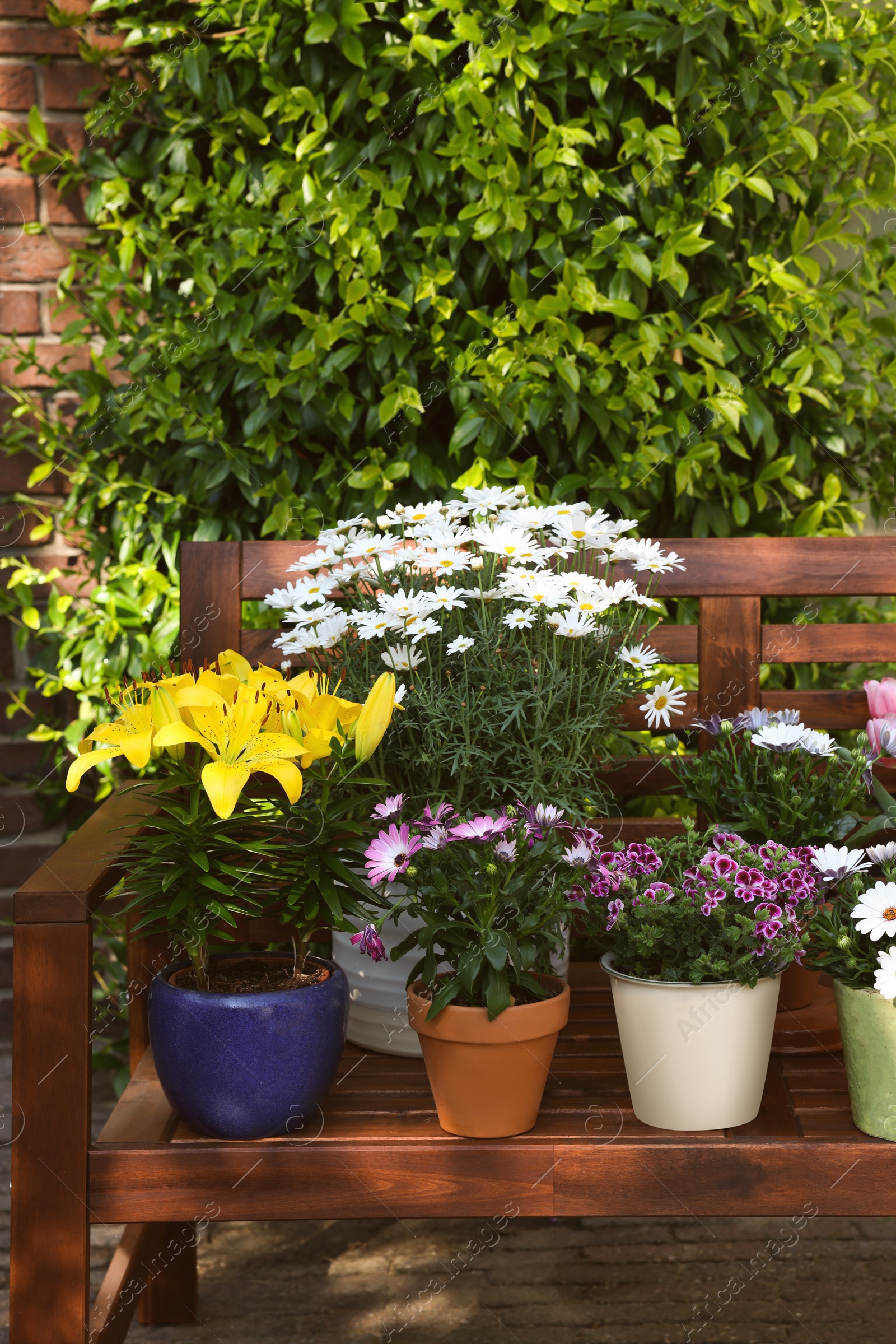 Photo of Many different beautiful blooming plants in flowerpots on wooden bench outdoors