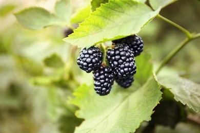 Image of Blackberry bush with ripe berries in garden, closeup