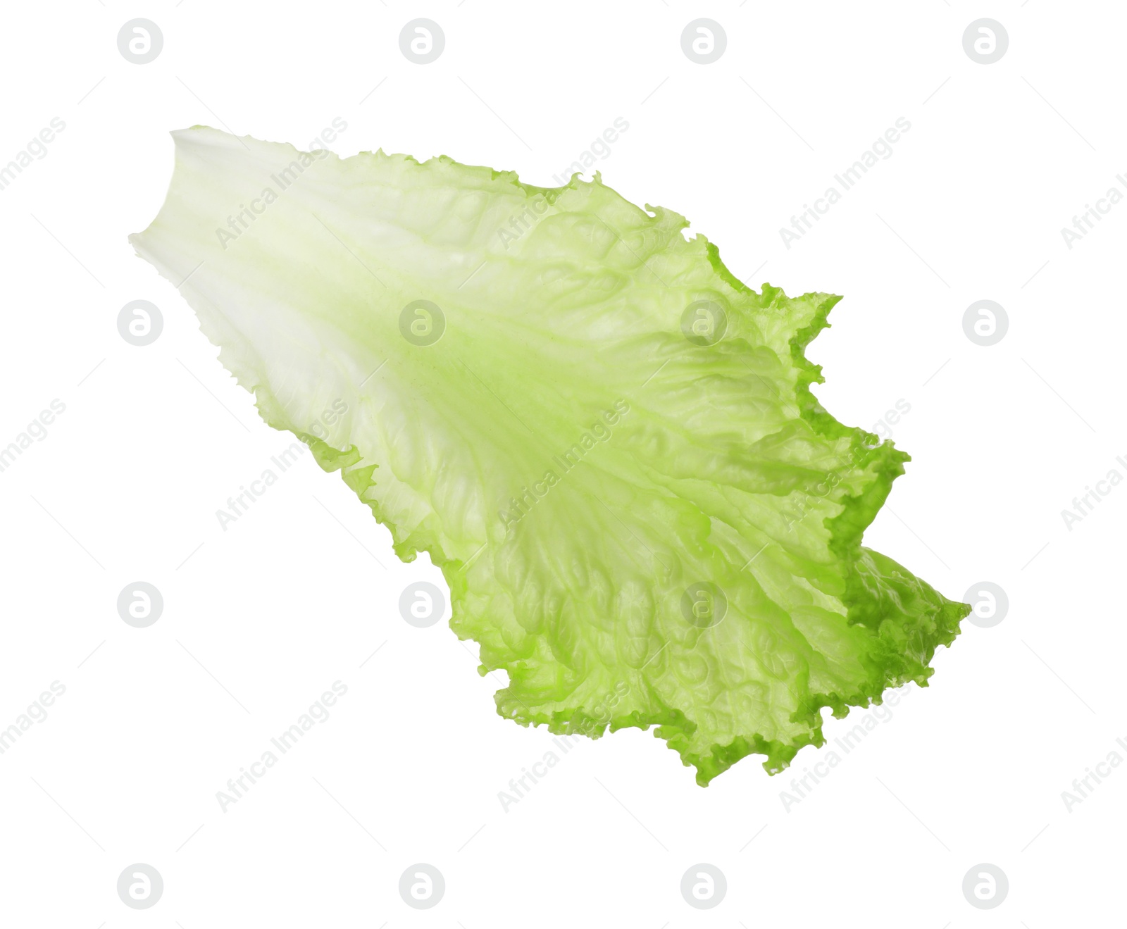 Photo of One green lettuce leaf isolated on white. Salad greens