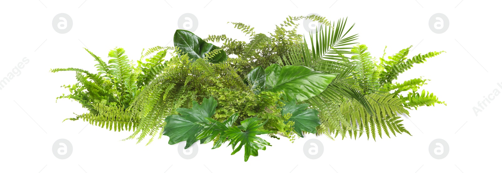 Image of Beautiful composition with fern and other tropical leaves on white background. Banner design