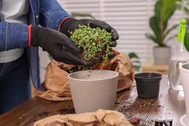 Photo of Woman in gloves transplanting houseplant into new pot at wooden table indoors, closeup