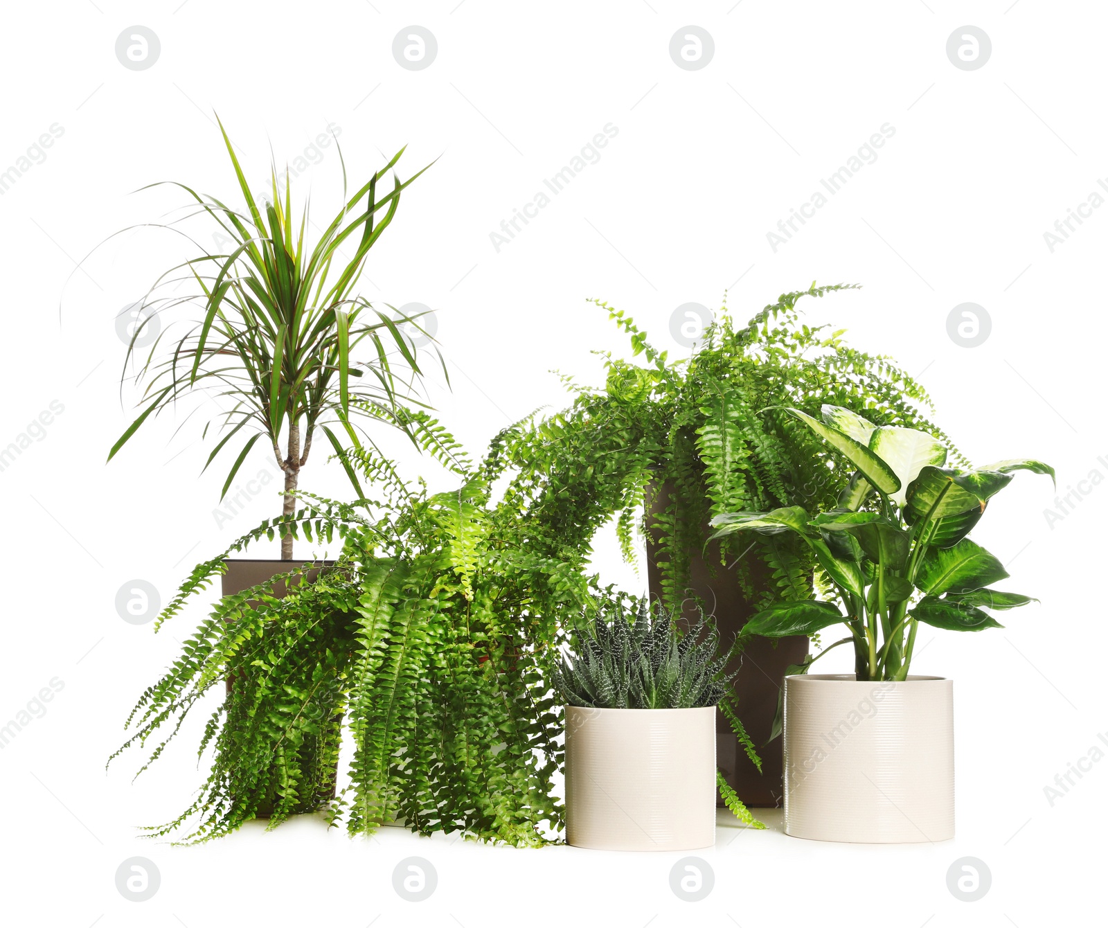 Photo of Pots with different exotic plants isolated on white. Home decor