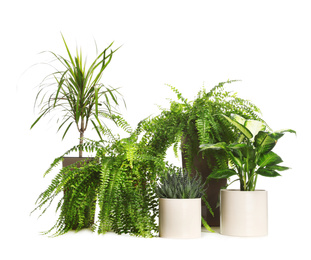 Photo of Pots with different exotic plants isolated on white. Home decor