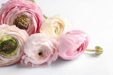 Photo of Beautiful ranunculus flowers on white background