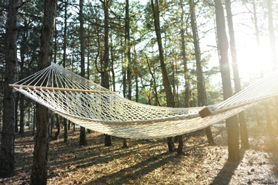 Photo of Empty hammock in forest on summer day