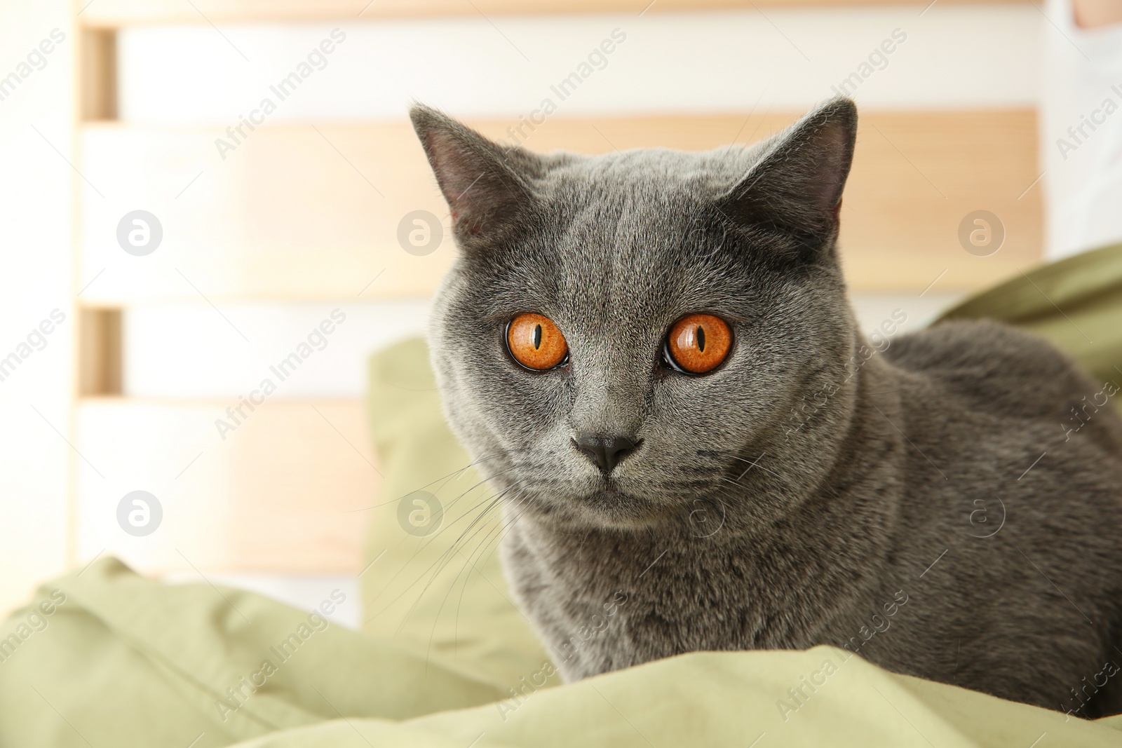 Photo of Adorable grey British Shorthair cat on bed indoors