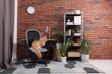 Photo of Beautiful cat sitting on chair near desk at home