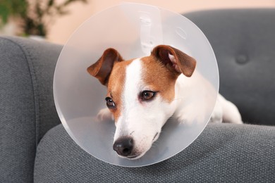 Photo of Jack Russell Terrier dog wearing medical plastic collar on sofa indoors