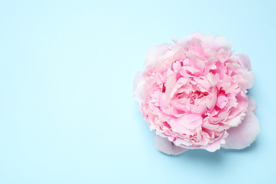 Photo of Beautiful pink peony on light blue background, top view. Space for text