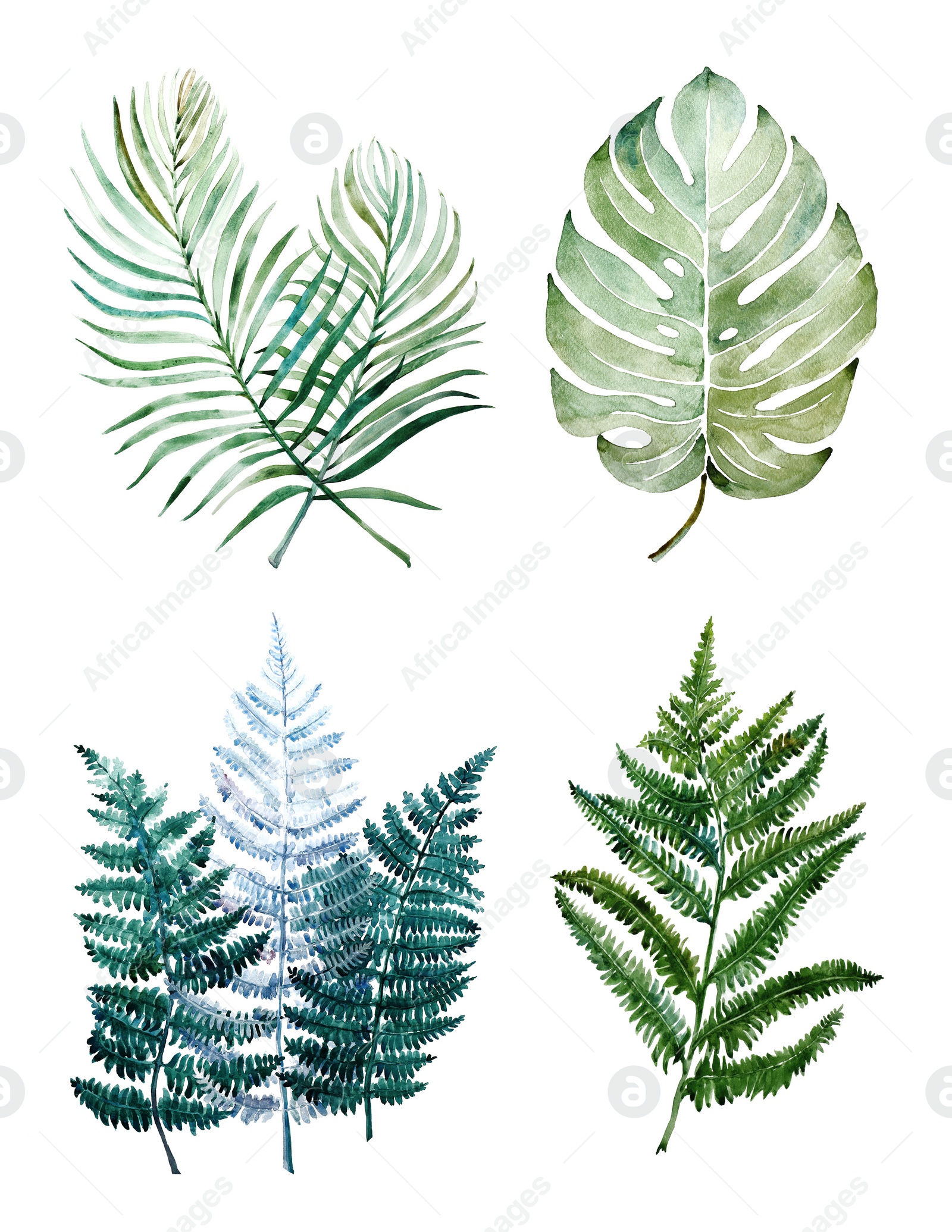 Image of Beautiful watercolor tropical leaves painted on white paper