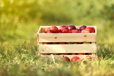 Photo of Wooden crate with ripe apples in garden