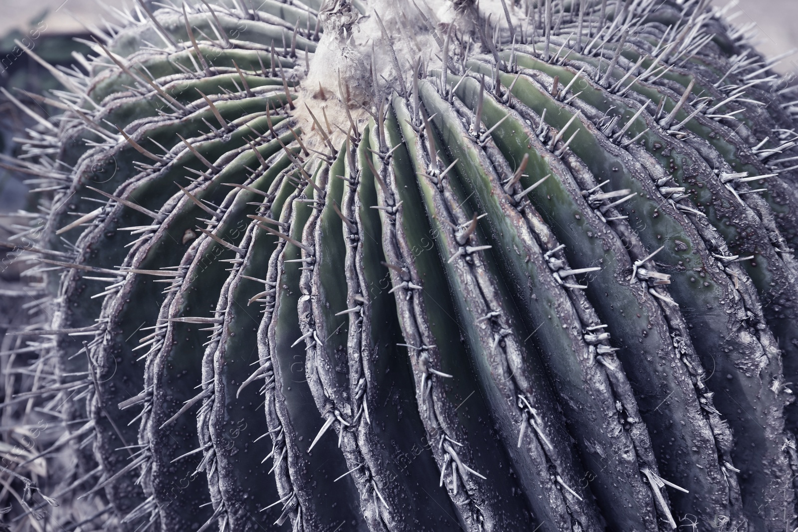 Image of Cactus, closeup view. Tropical plant, color toned