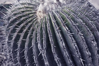 Image of Cactus, closeup view. Tropical plant, color toned