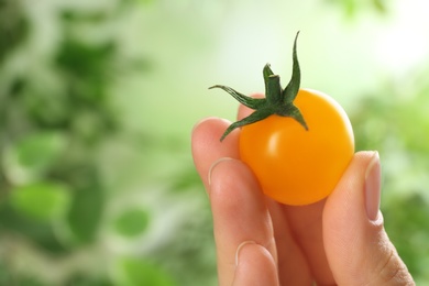 Photo of Woman holding ripe yellow tomato against blurred background, closeup. Space for text