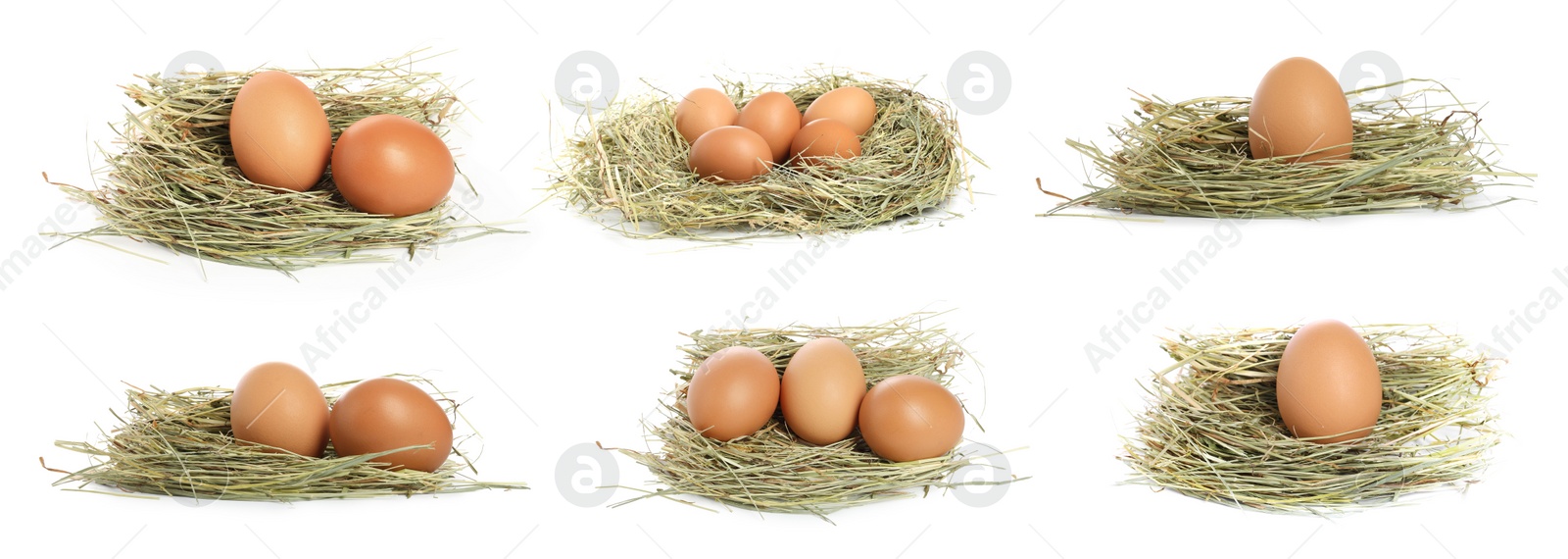 Image of Many eggs in nests on white background, set